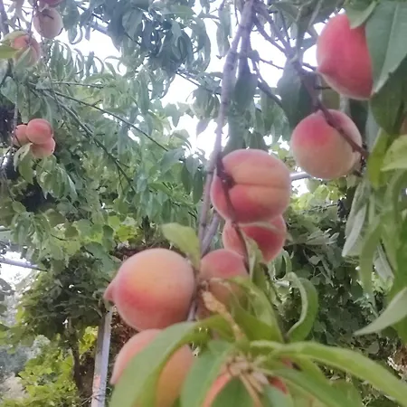 Деревянный коттедж Gjosasi House *